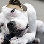 2nd-pic—boxer
