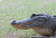 See You Later, Baby Gator