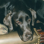 Bosco-in-a-relaxed-mood-at-home