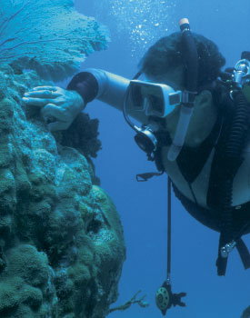 Coral-Reef