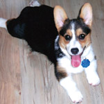 CorgipupLucy