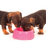 Dachshunds