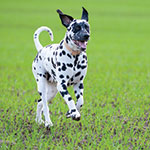 Dalmatian-21650129