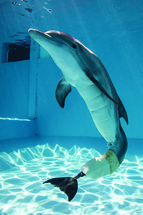 DolphinVet_W10
