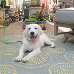Golden-puppy-out-in-public