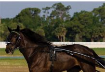 The Harness Racers: Hot to Trot