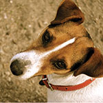 Jack-Russell-60057884