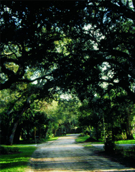 Live-Oaks