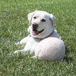 Maggie-in-our-yard