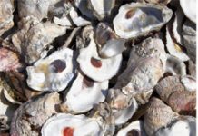 Aw, Shucks! No More Oysters?