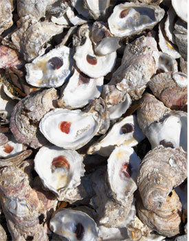 Oyster