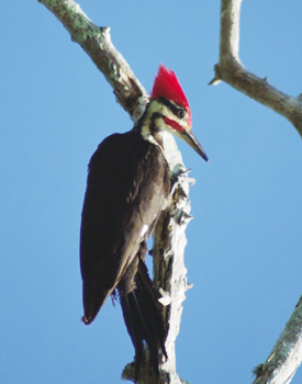 Pileated-Woodpecker1820-025