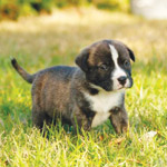 Puppy_RoscoeHammond