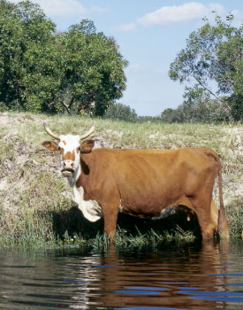 Ranch