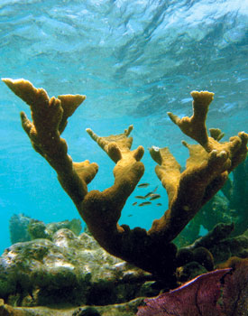 Reef_5877