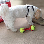 Rocco-in-the-shoe