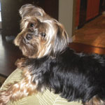 Roxy-yorkie-for-VB-mag_eyefix