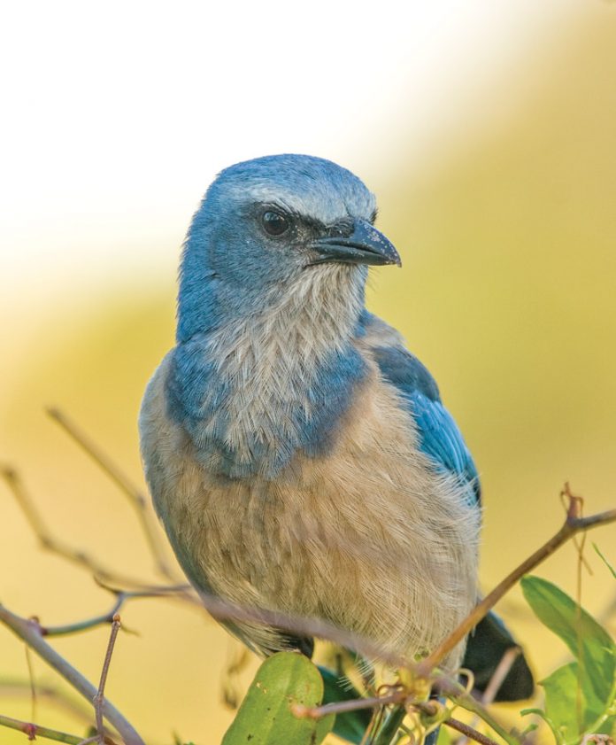 Scrubjay