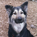 Shelterdog_Rex