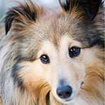 Sheltie_Shep2101725