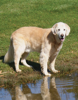 Simba-at-ponds-edge-1s