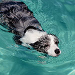 Swimming-Dog-34341467