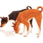 Two-Dogs-Find-Empty-Box-12727853