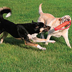 Two-Dogs-Playing-1669480