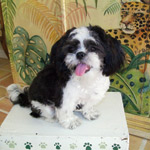 Zoe-knows-that-housetraining