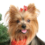 bigstock_Christmas_Yorkshire_Terrier_810471