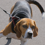 bigstock_Dog_On_A_Leash_2051368