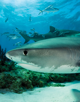hi-res_tiger-shark-in-shallow--reef_bahamas_jeff-yonover_CAR090702-FLIP
