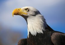 Eagle Eyes