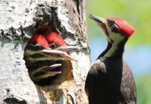Backyard Percussionists Backyardpercussionists Pileated Woodpecker