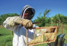Bee Mine Brabant Examining Honeycomb