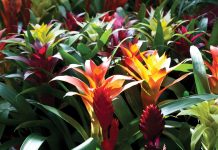 Putting on Airs Bromeliadswebsite
