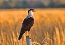 Focal Point Caracara On Post Dawn 8381 2 1