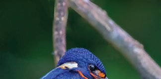 Photocontest Website