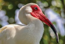 Top Billing Bigstock American White Ibis Portrait 268097116