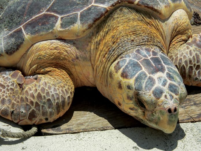 loggerhead-closeup-1 Loggerhead Closeup 1