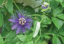 Passion Flower Bigstock 139999310
