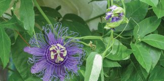 Passion Flower Bigstock 139999310