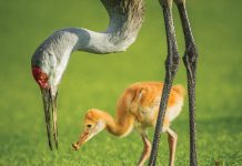 Tall, Loud, And Handsome Shutterstock 246691456