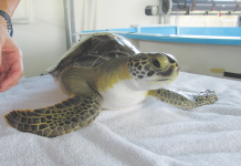 A Tale of Two Sea Turtles Ceres 2
