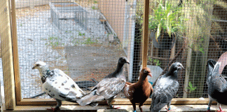 Pigeons For Website Features Opener