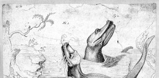 Photograph Of A Drawing By William Bartram Of Two Alligators In The St Johns River