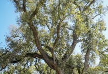 Growing Champions Rungeliveoak Martina