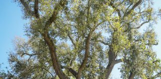 Rungeliveoak Martina