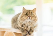 Happy at Home Web Shutterstock 491542315