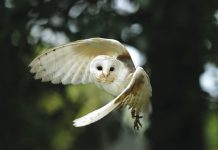 Wise & Wonderful Shutterstock 453186499
